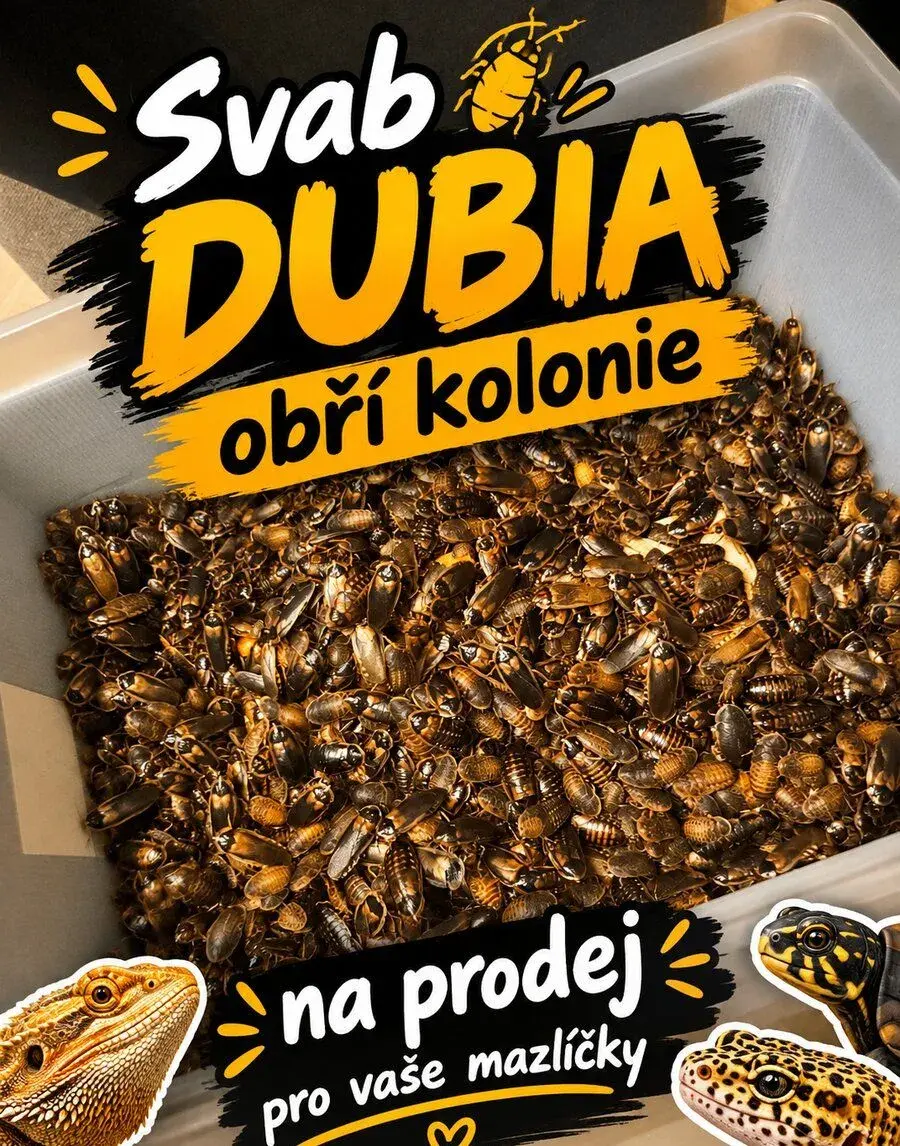 Šváb Argentinský DUBIA kolonie