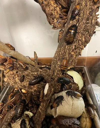 Madagaskarský syčící šváb