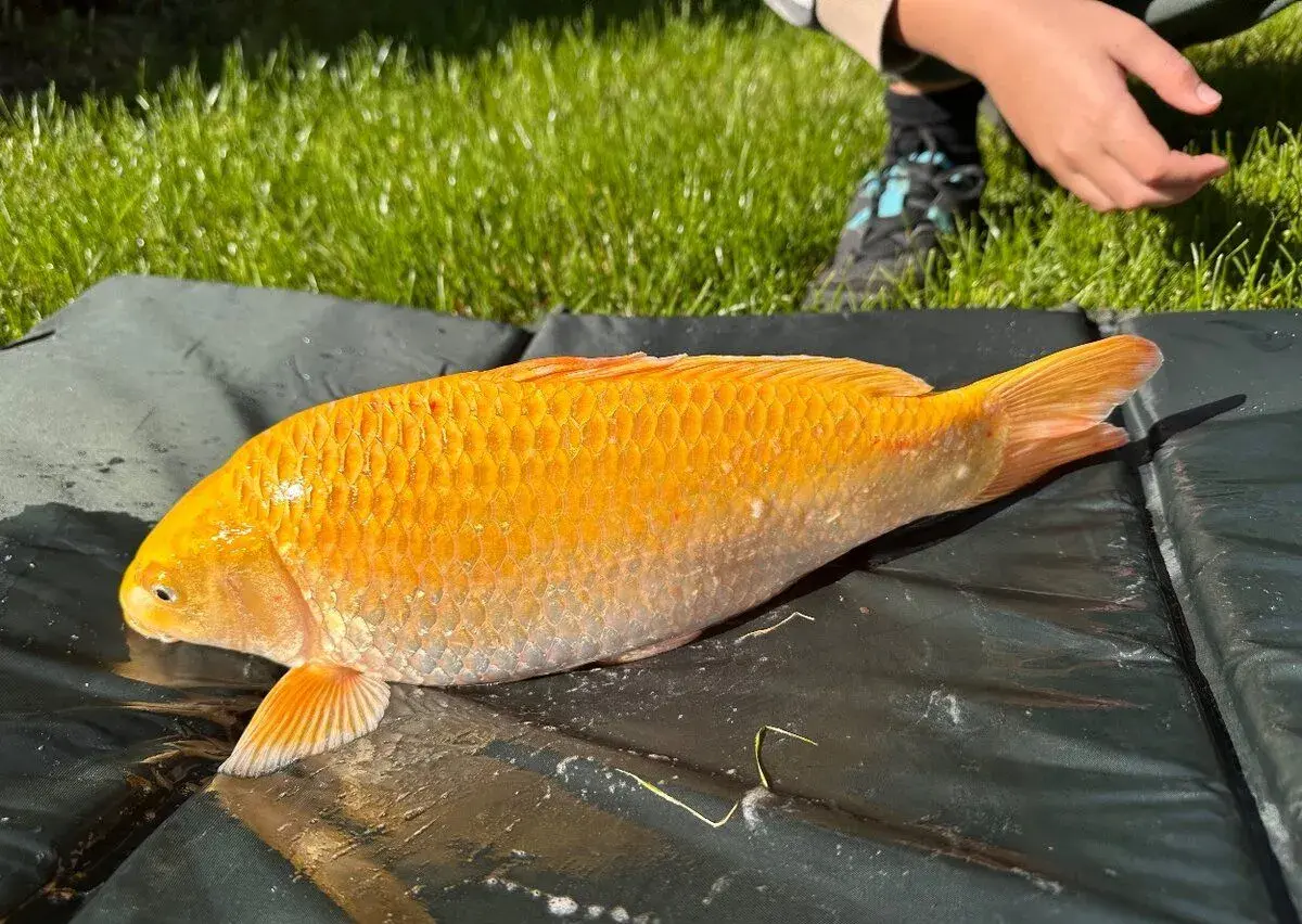Koi kapr 40cm