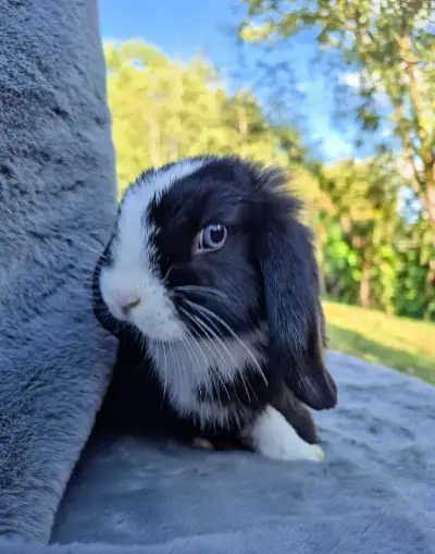 Zakrslý Minilop králíček samička 2