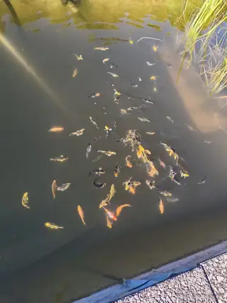 Koi kapři