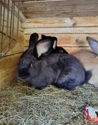 Králík - samci