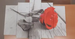 Obraz karmínové růže