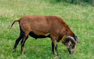 Kamerunský beran - Linie HEZOUN