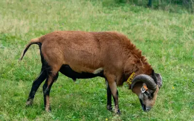Kamerunský beran - Linie HEZOUN