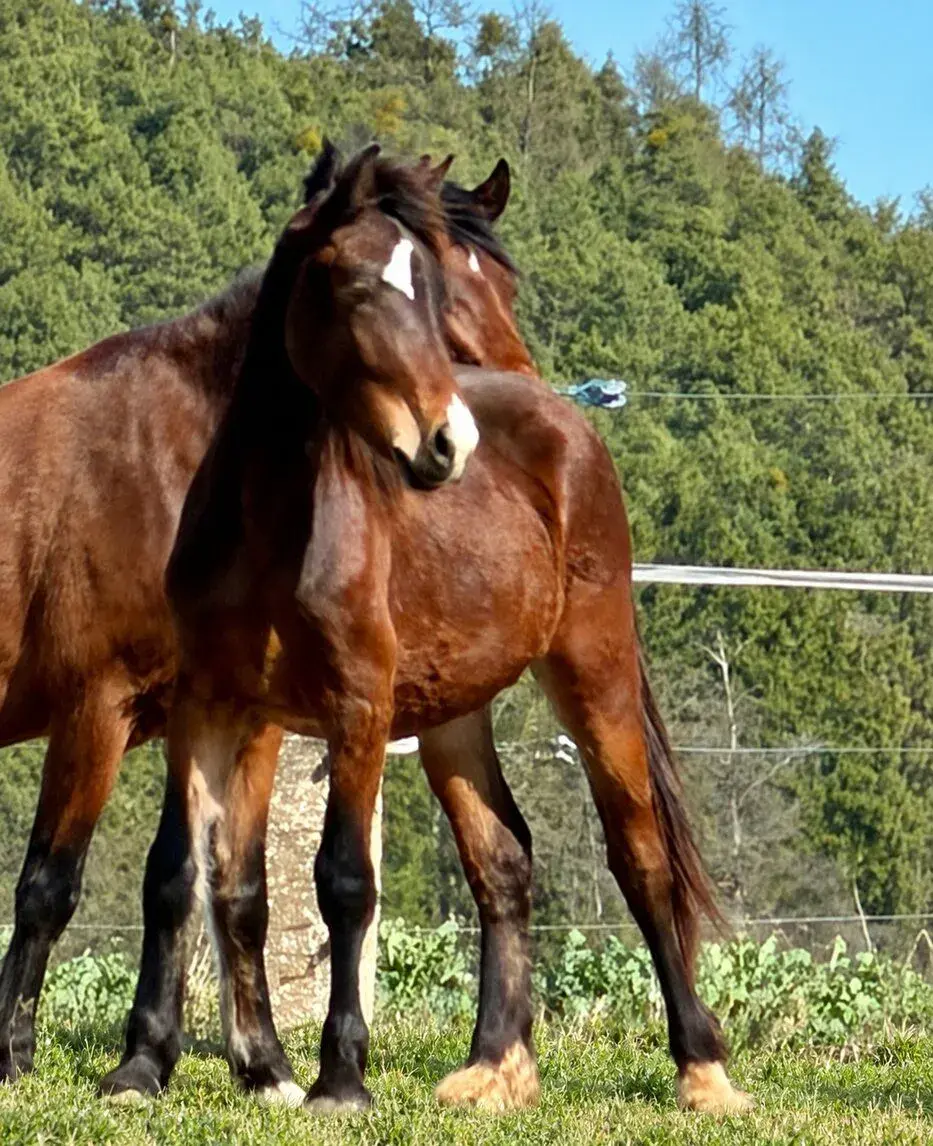 Welsh Cob Valach 2 roky