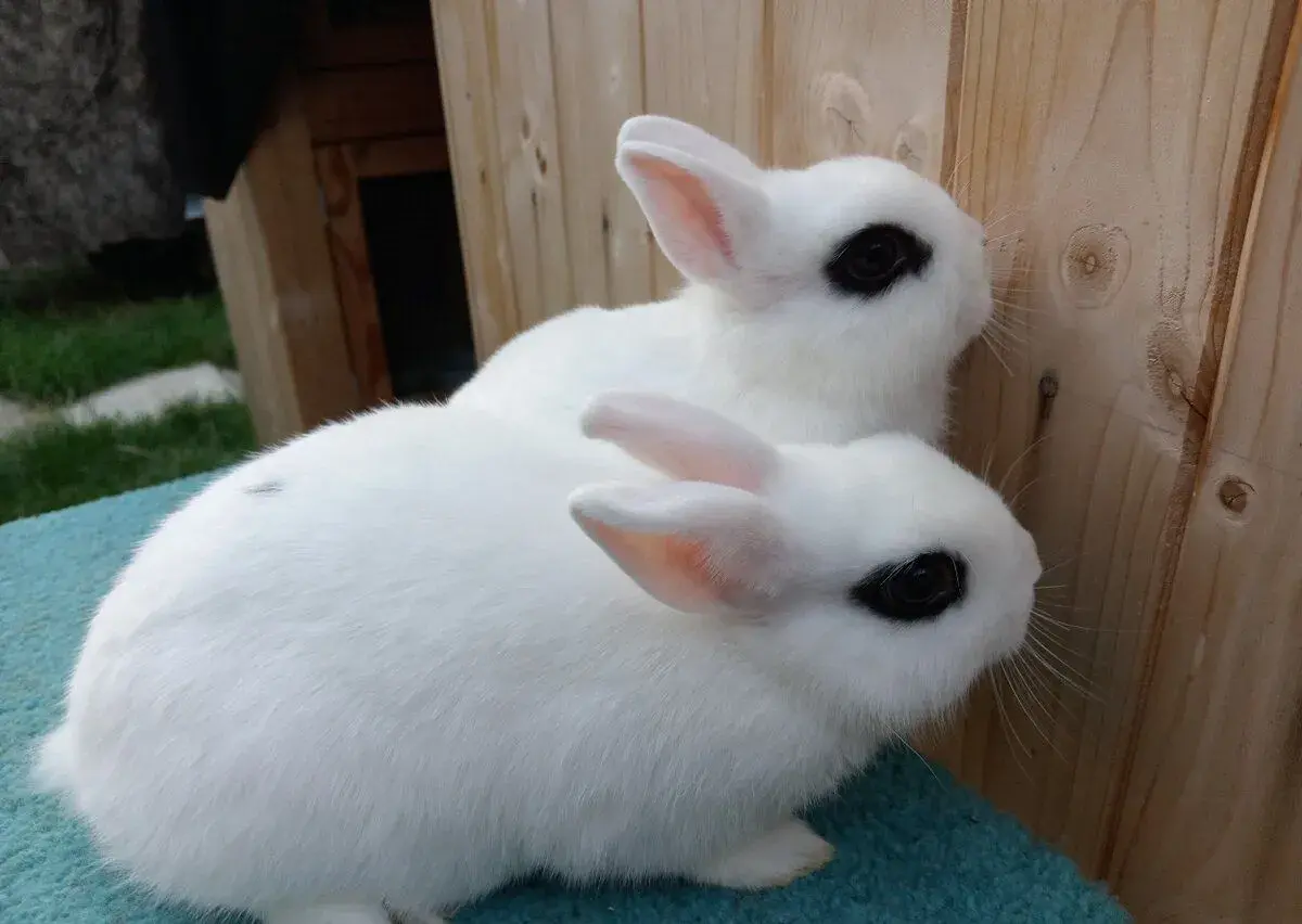 2 úžasné hodné samičky Zakrslý Hototský bílý