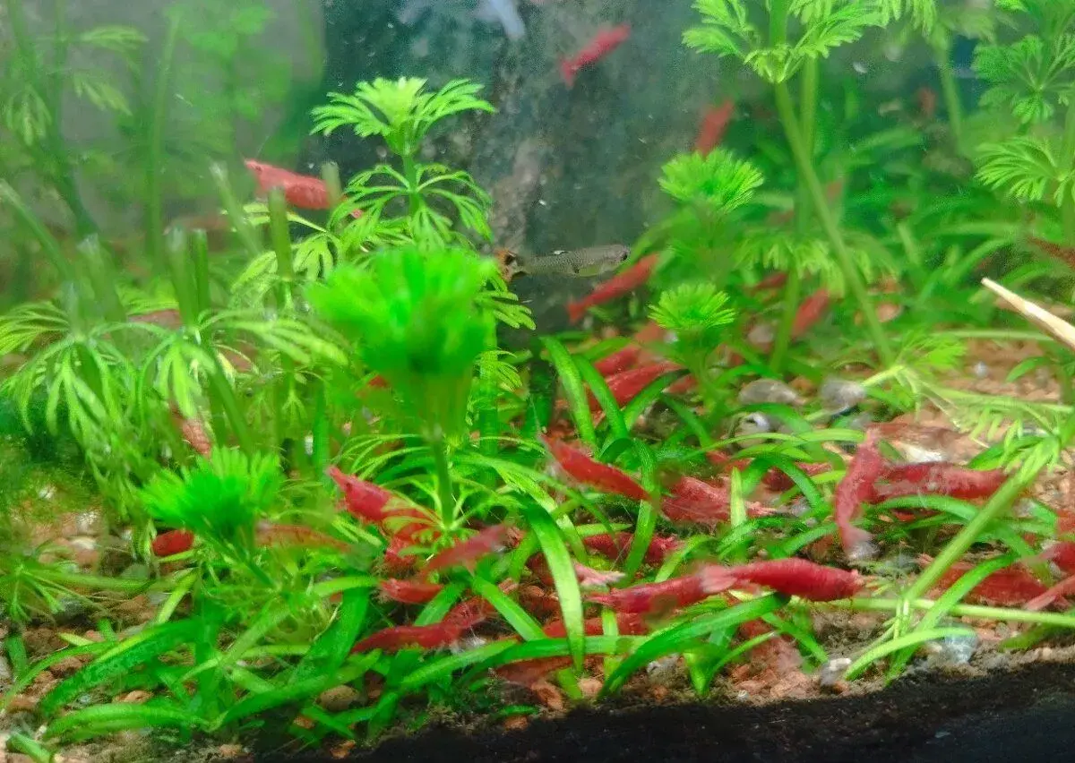 Červené krevety Neocaridina Davidi var. Red Cherry