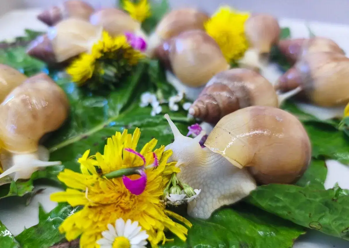 Lissachatina Fulica full albino - africký šnek