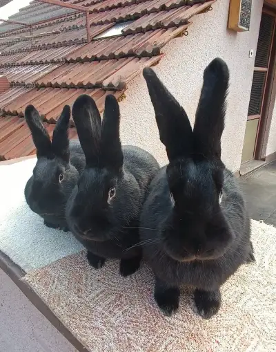 Králíci plemene Vídeňský černý