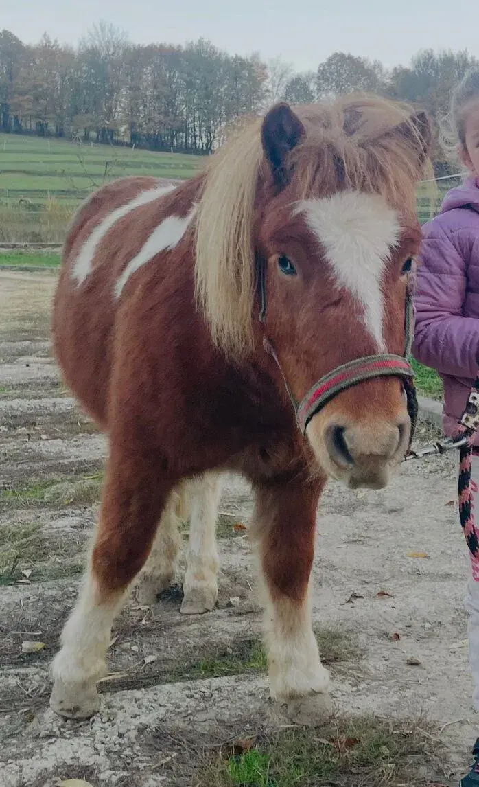 7letý pony valach