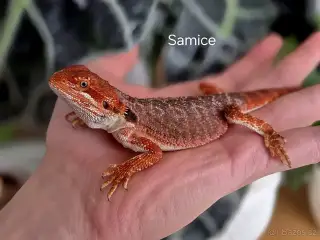 Agama Vousatá - Červená mláďata 😉