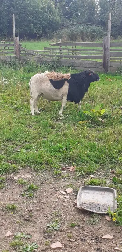 Berana a ovci