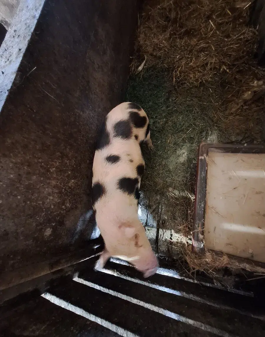 Gottingenské prasátko