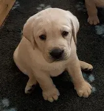 Labradorský retriever s PP