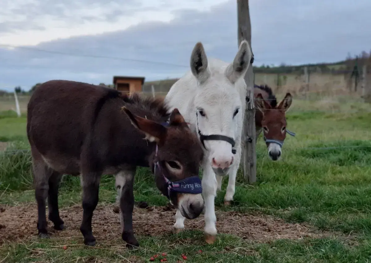 Miniaturní středozemní osel - mini oslík