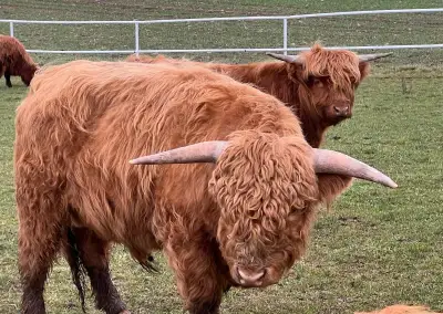 Hovězí čtvrtě Highland