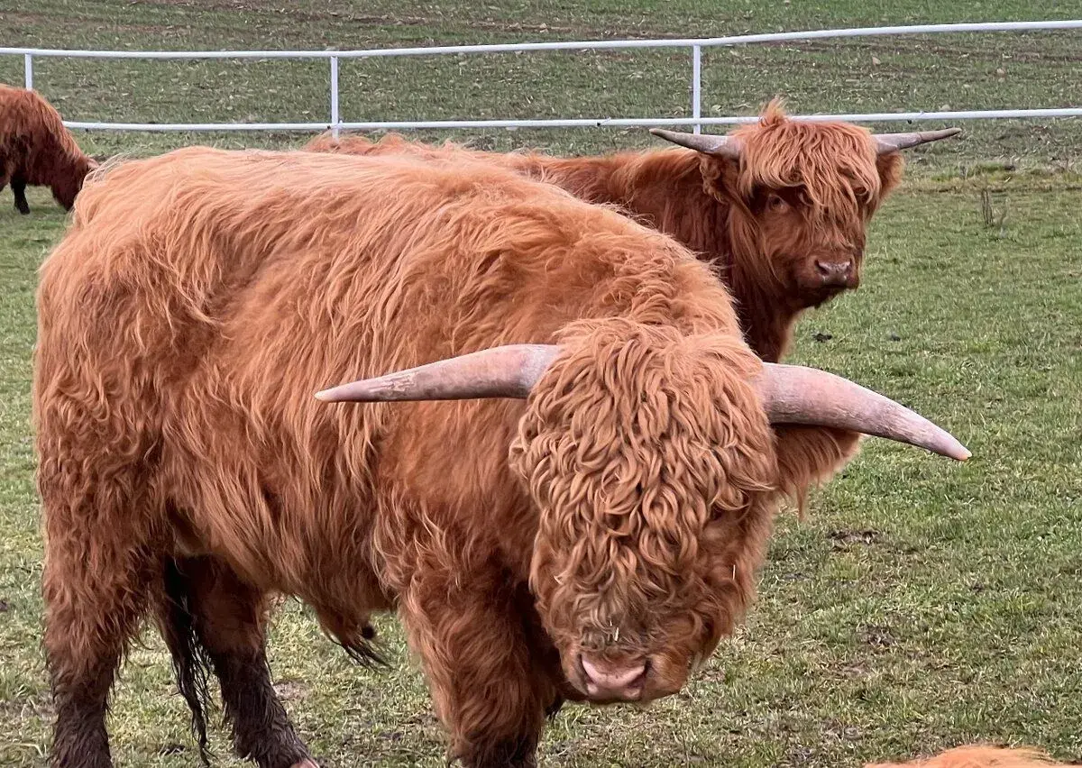 Hovězí čtvrtě Highland