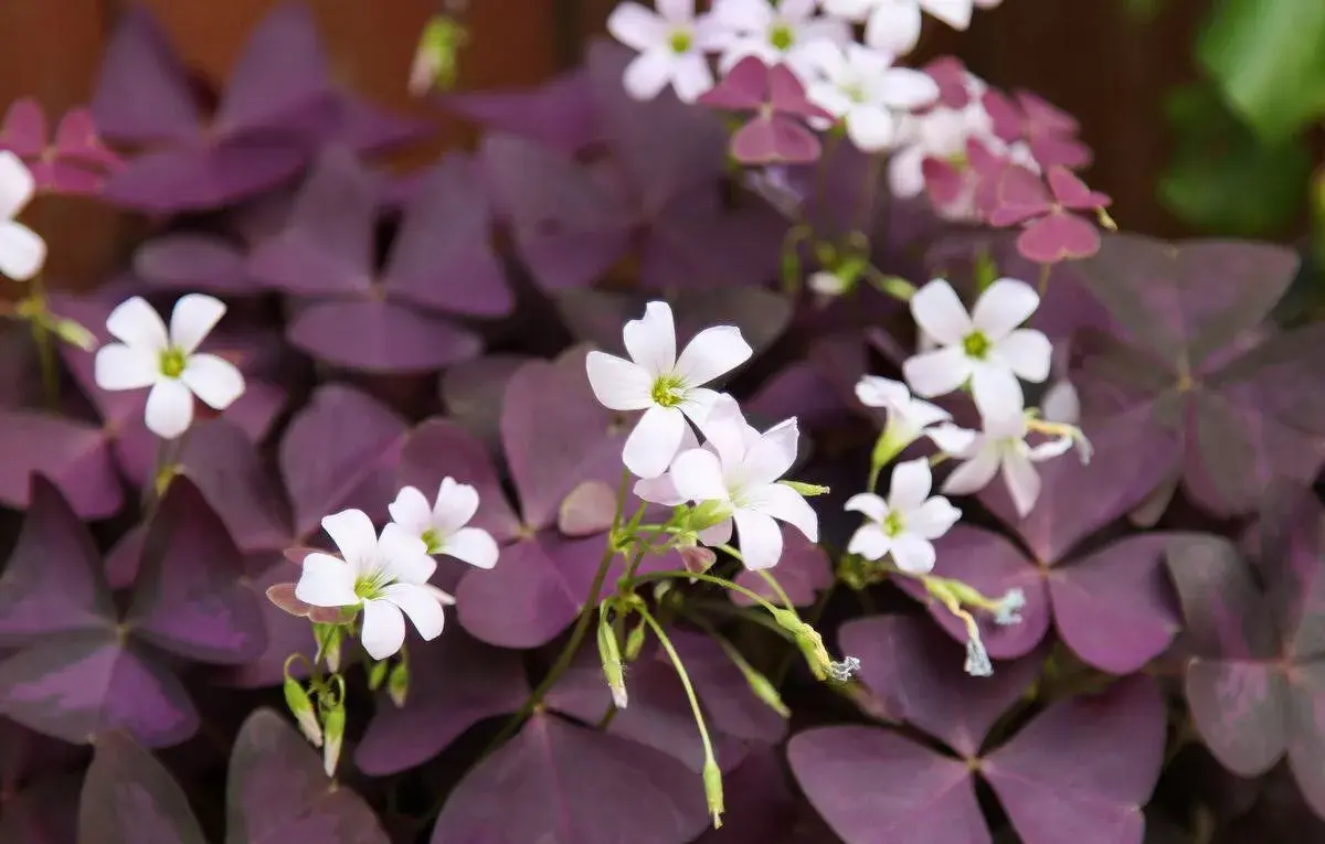 Šťavel purpurový (Oxalis triangularis) 10 ks