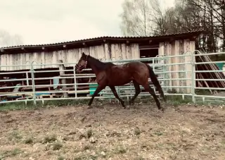 Valach