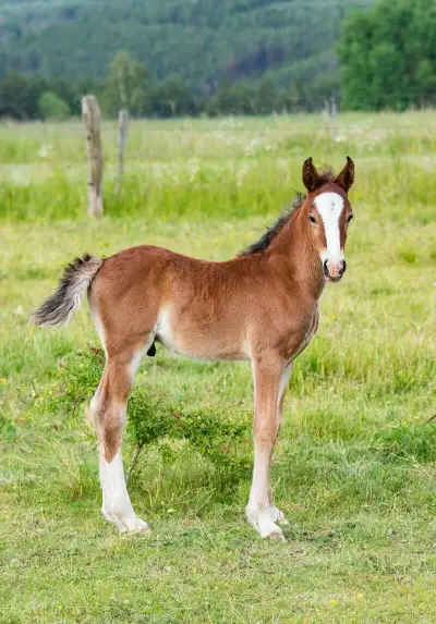 Hřebeček Welsh cob