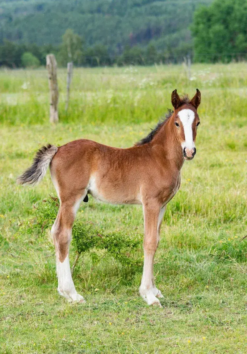 Hřebeček Welsh cob