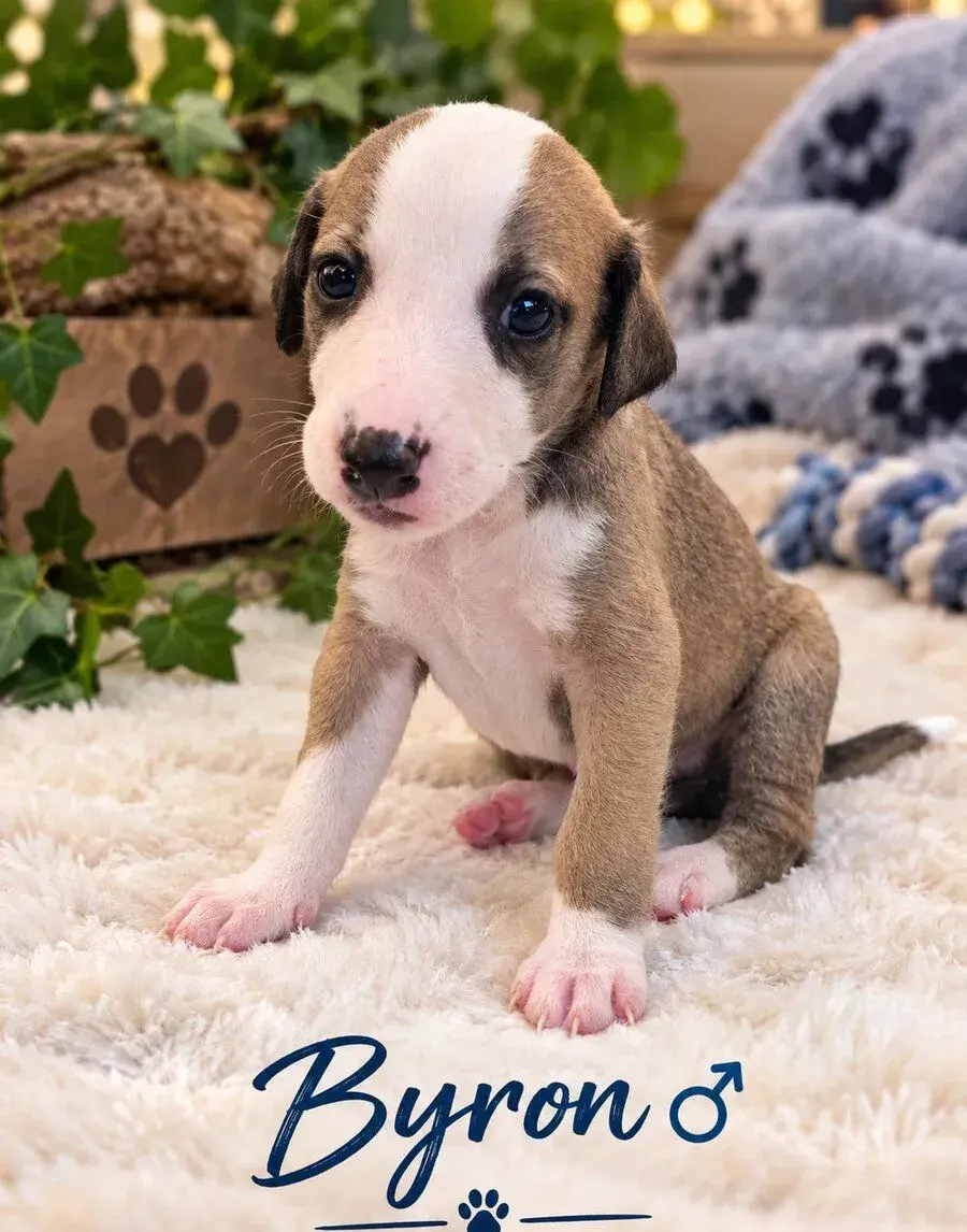Whippet s PP FCI