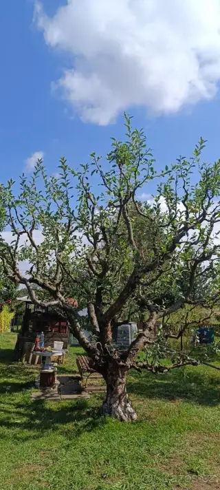 Stříhání ovocných stromů Olomoucko
