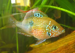 Kančík Elliotův-mladé vybarvené ryby 4-5 cm odchov