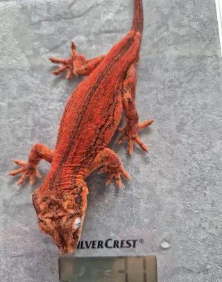 Rhacodactylus auriculatus