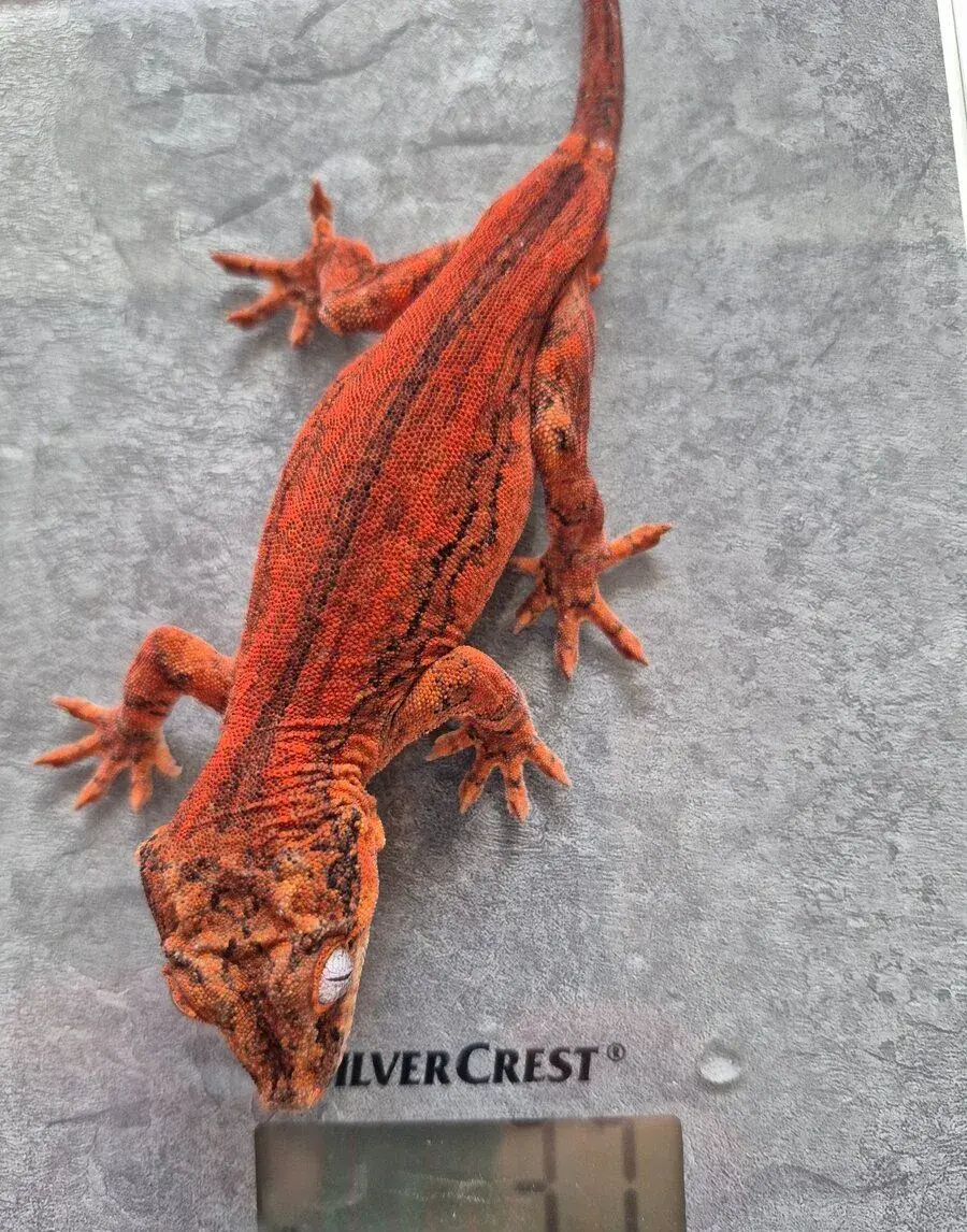 Rhacodactylus auriculatus