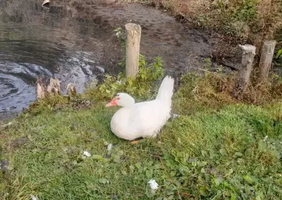 Kačer a kačenka do chovu