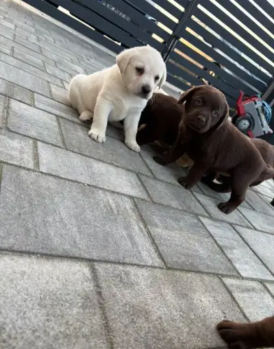 Labrador – štěňata bez PP
