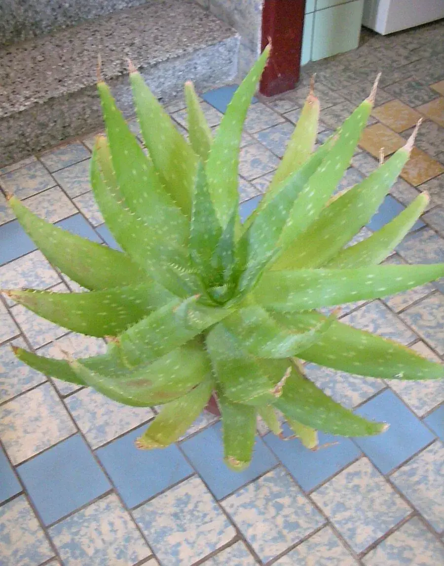 Aloe vera