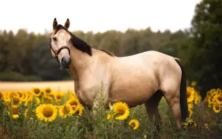 Pětiletý líbivý Kinský valach
