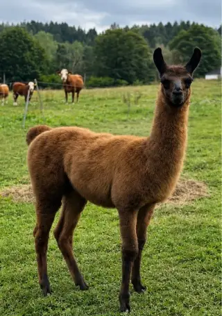 Lama Krotká