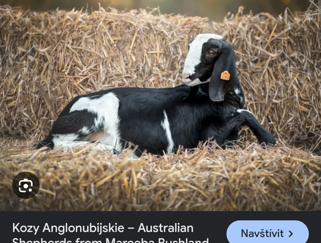 Anglonubijská Koza - poptávka