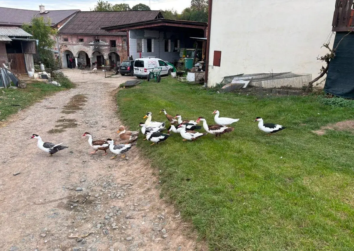 Vodní drůbež