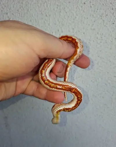 Heterodoni