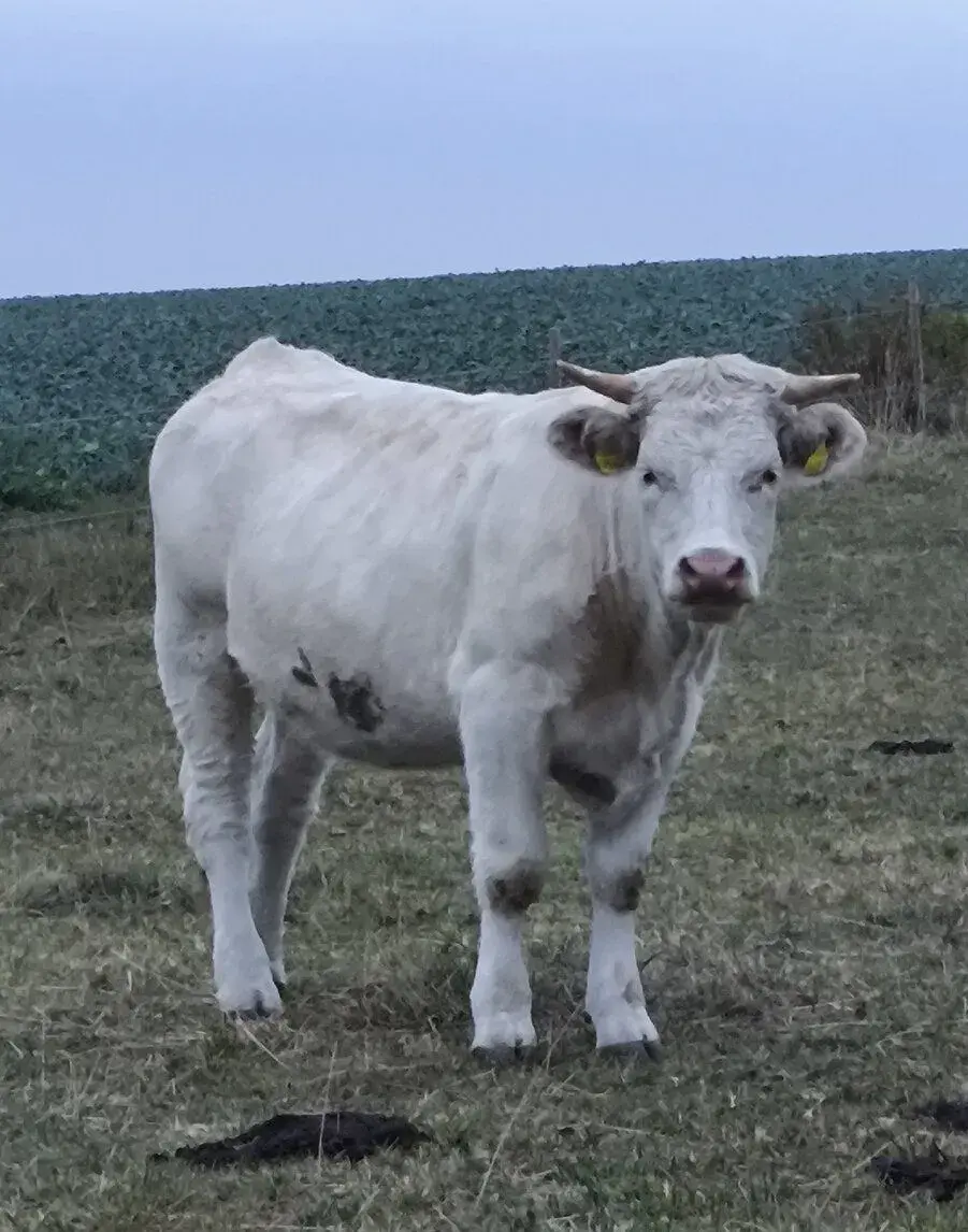 Jalovice Charolais
