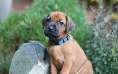 Rhodéský ridgeback Mavi hledá svoji rodinu