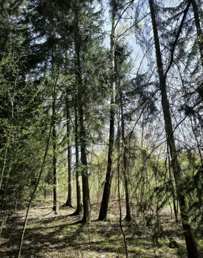 Prodej lesních pozemků k.ú. Semily