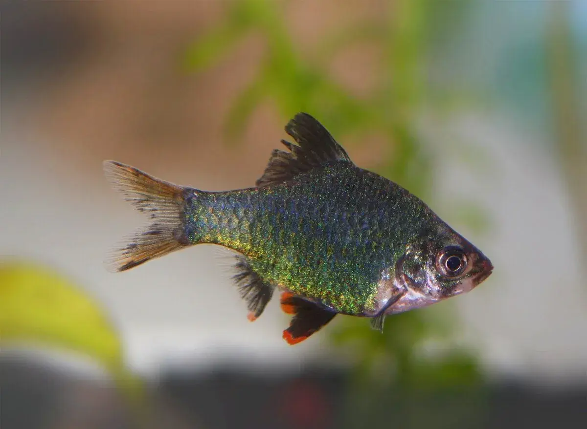 Parmička mechová - Puntius tetrazona green