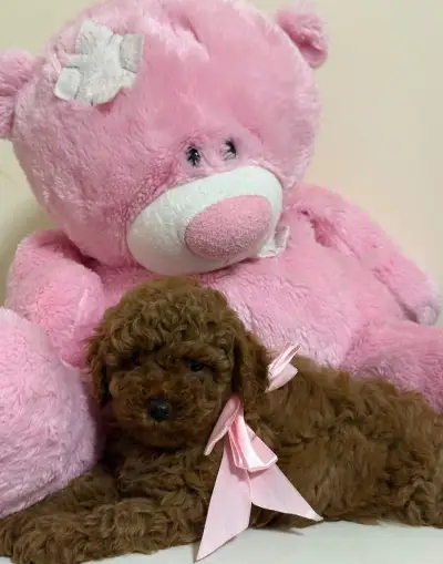štěně toy pudla s PP