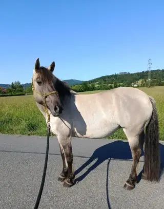 Klisna společník