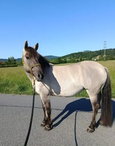 Klisna společník