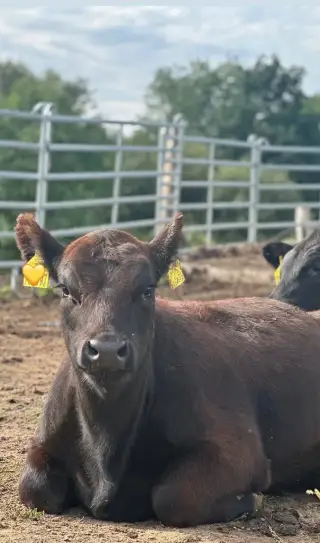 Plemenné BIO jalovice Aberdeen Angus