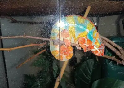 Chameleon Pardálí
