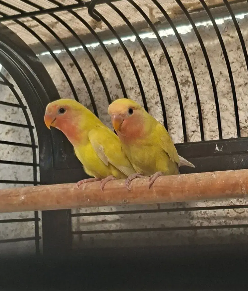 Agapornis růžohrdlý