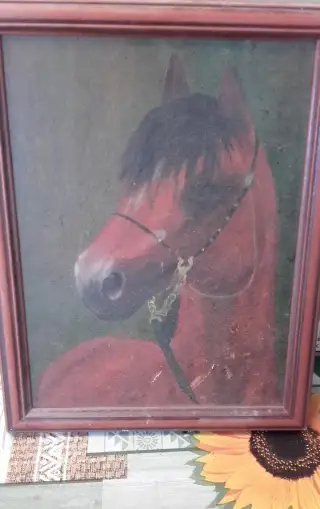 obraz koně